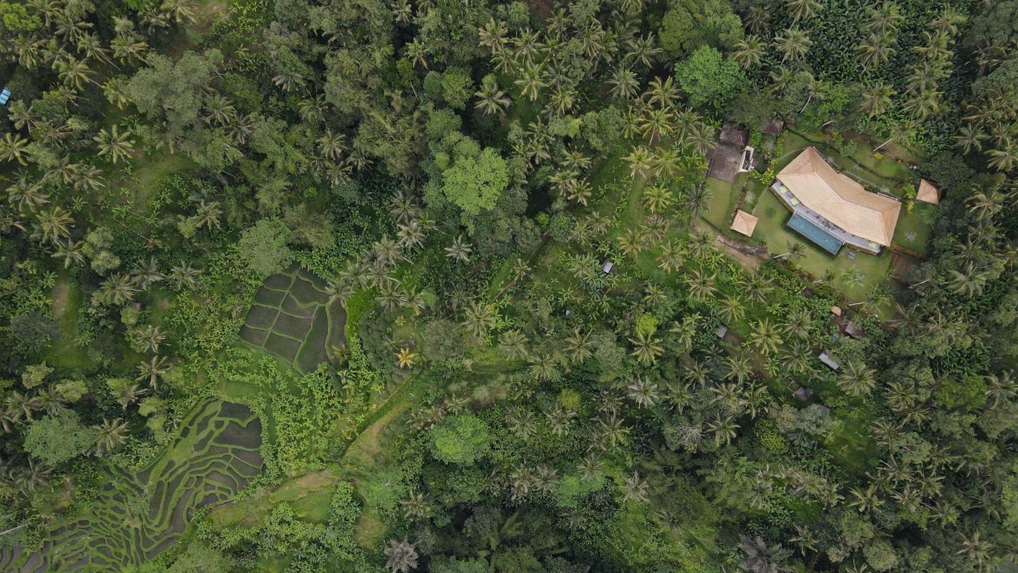 Villa Themma Jungle - Sumptuous 3Br Luxury Villa With Majestic Jungle View North Of Ubud Εξωτερικό φωτογραφία